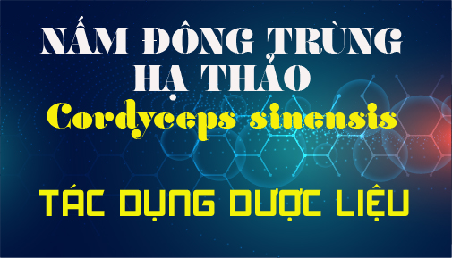 TỔNG QUAN CHUNG VỀ TÁC DỤNG DƯỢC LIỆU CỦA NẤM ĐÔNG TRÙNG HẠ THẢO TỰ NHIÊN (Cordyceps sinensis)