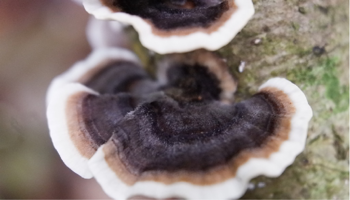 TÁC DỤNG DƯỢC LIỆU CỦA NẤM VÂN CHI (Trametes versicolor)