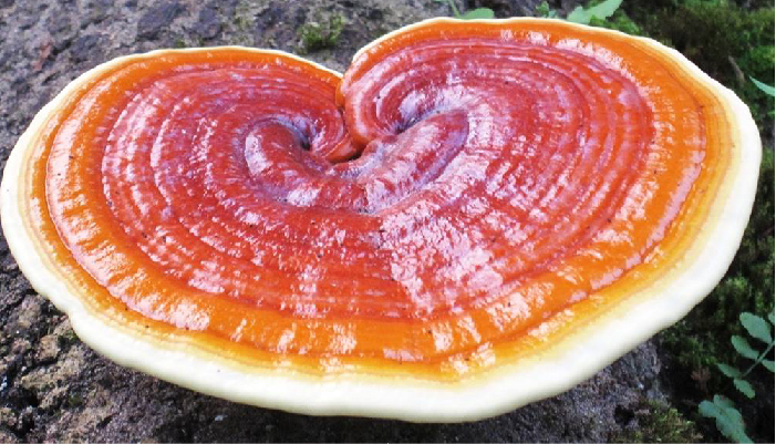 CÁC CHẤT CÓ HOẠT TÍNH SINH HỌC Ở NẤM LINH CHI Ganoderma lucidum