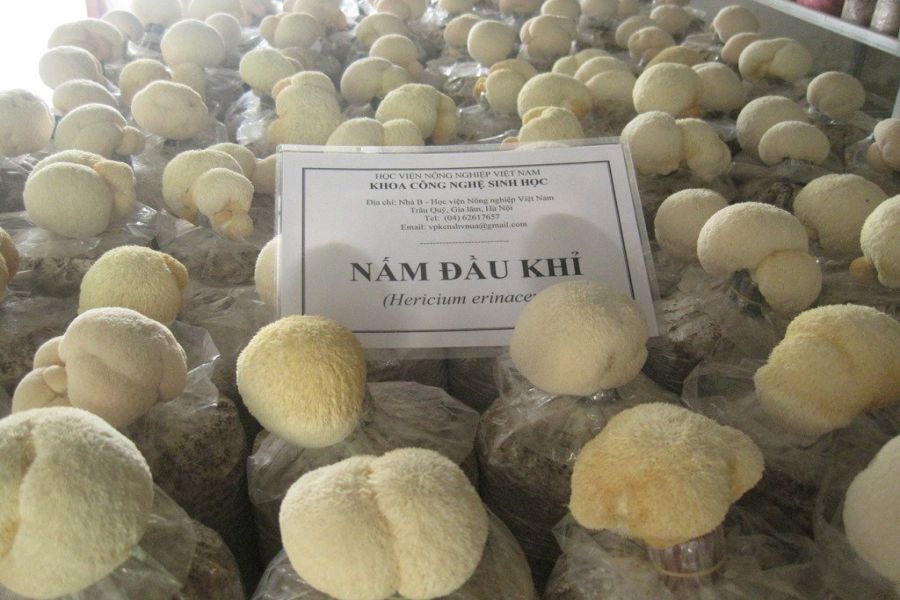 Nấm đầu khỉ 
